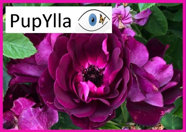 L'APRI di Asti lancia l'iniziativa &quot;Pupylla- Adotta una rosa&quot;