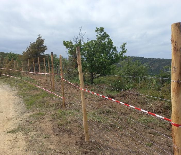 Peste suina: iniziata nell'Alessandrino la posa della rete di contenimento dei cinghiali