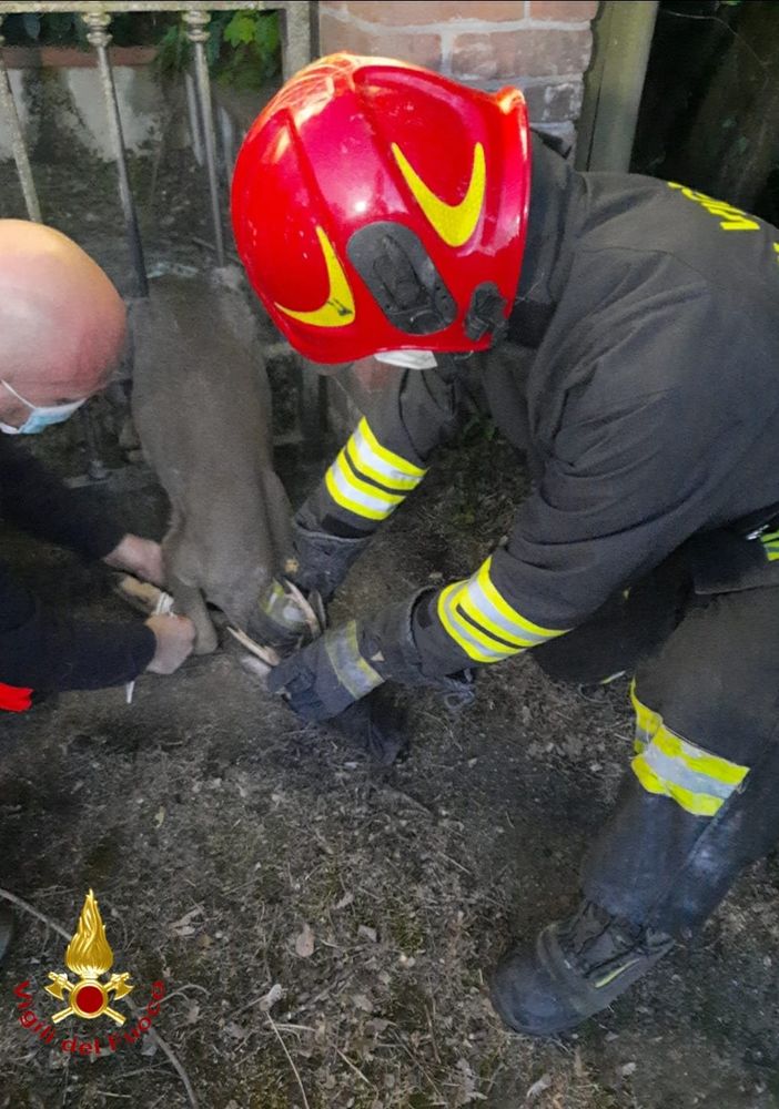 Capriolo intrappolato in un cancello. A Valfenera intervengono i vigili del fuoco