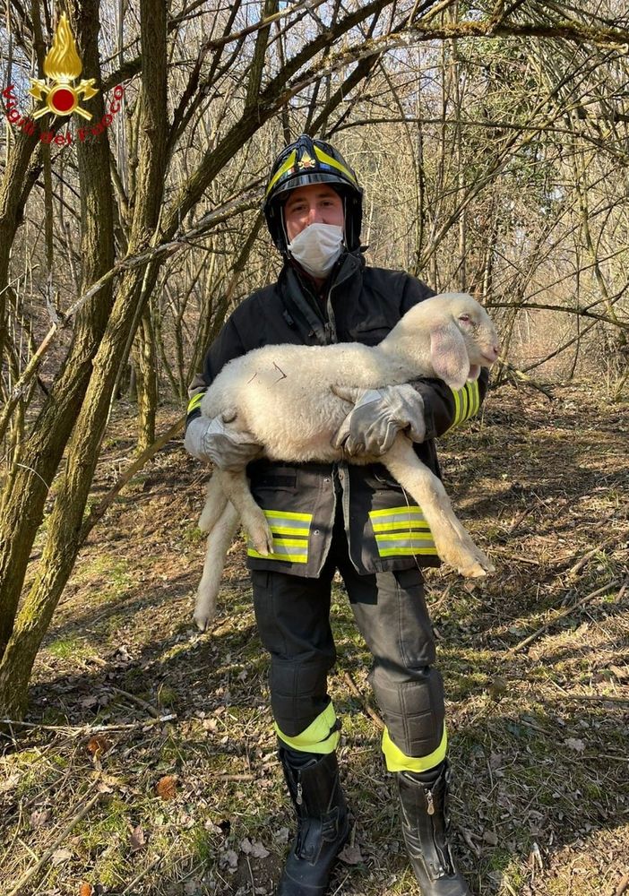 Vigili del fuoco salvano agnellino finito tra i rovi a Valfenera