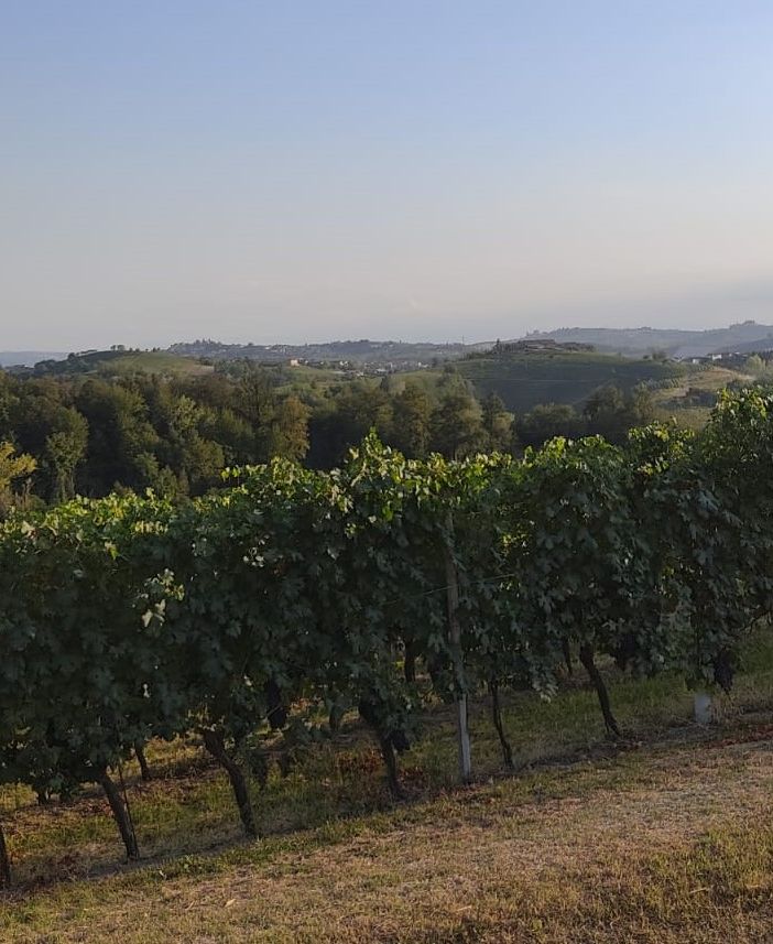 Oggi a San Damiano camminata tra le colline dei vini astigiani con 'Camminare lentamente'