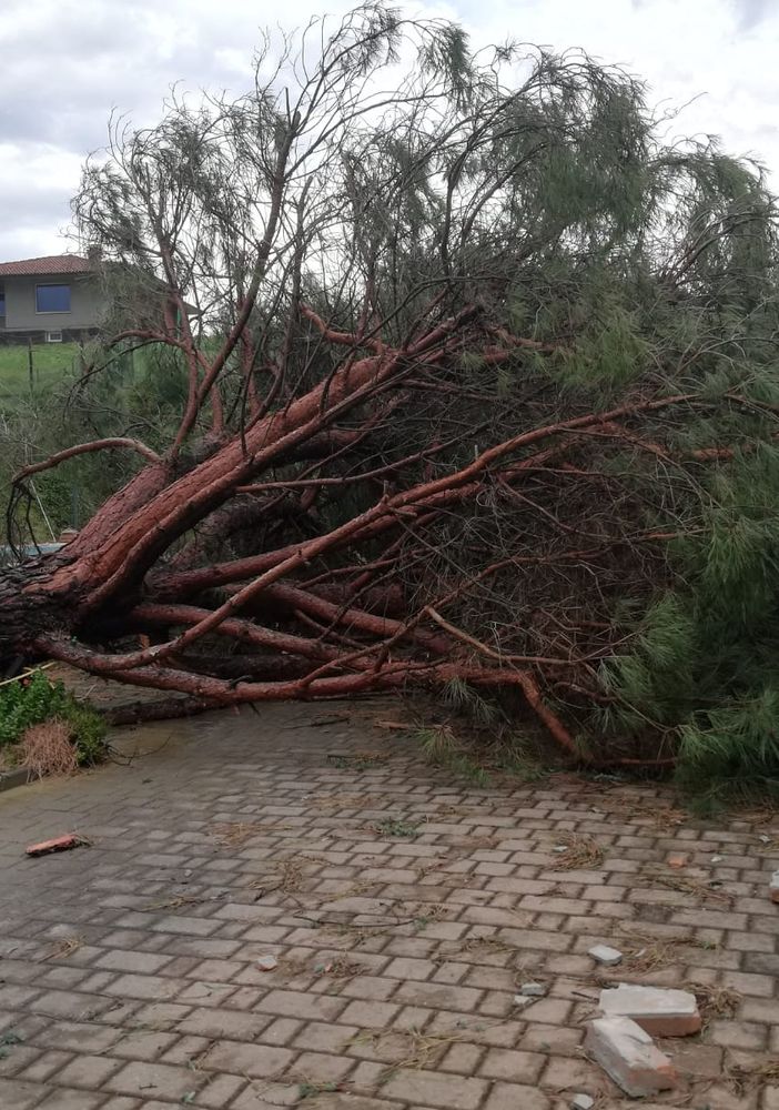 Albero caduto a San Damiano