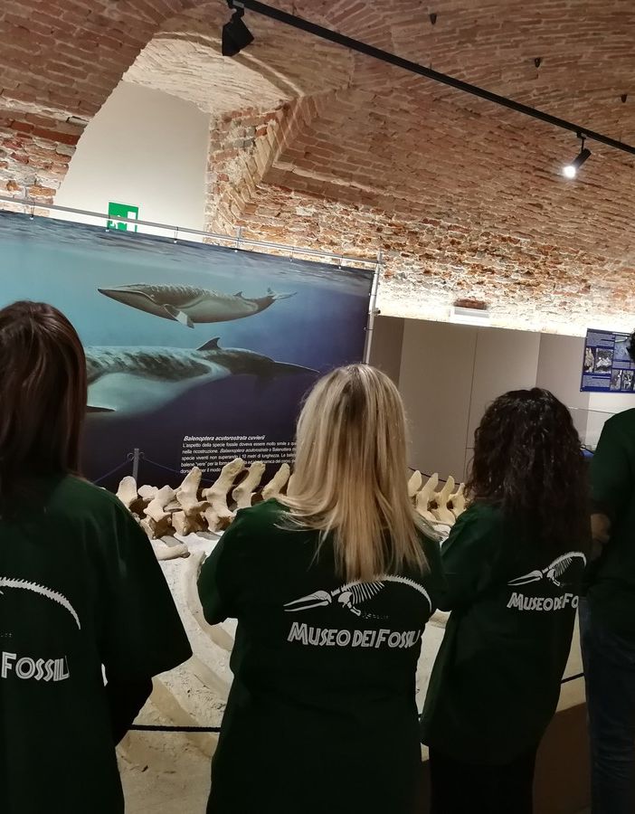 Il Museo Paleontologico di Asti cerca quattro giovani per svolgere il servizio civile