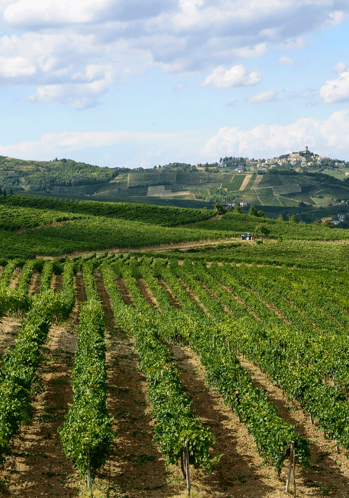 Domani è San Martino: in chiusura della Campagna Agraria 2021/2022 Confagricoltura fa il punto sui dati dell’annata   