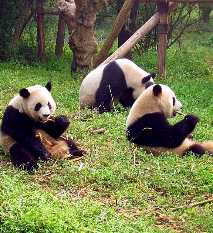 I santuari dei panda giganti nella regione del Sichuan, dove si recherà in visita il sindaco