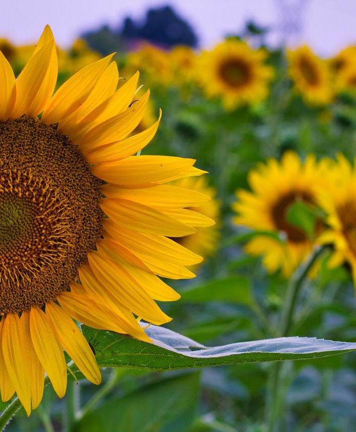 Weekend di Ferragosto: cosa fare in questi tre giorni tra Asti e dintorni?