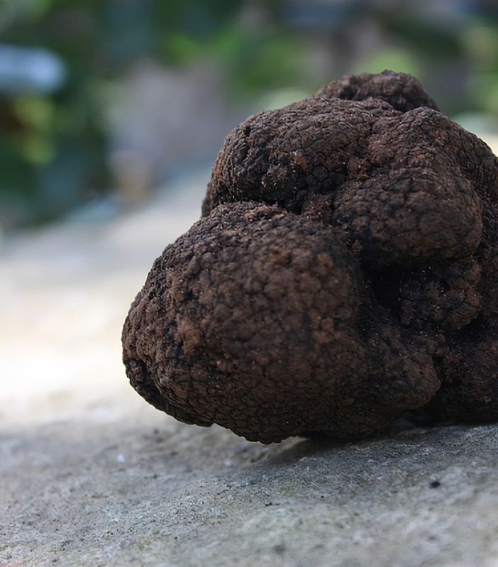 Tartufo nero: la politica &quot;all'attacco&quot;. Quaglia e Motta: &quot;La Giunta astigiana chiarisca l'interesse di Asti&quot;