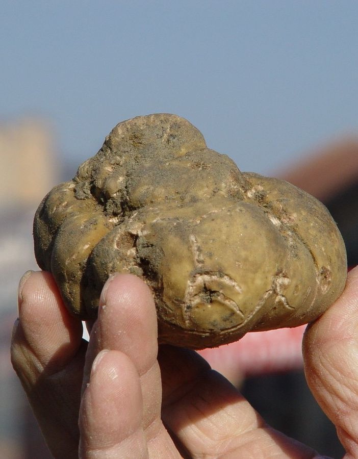 I mille volti della Fiera Regionale del Tartufo di Canelli