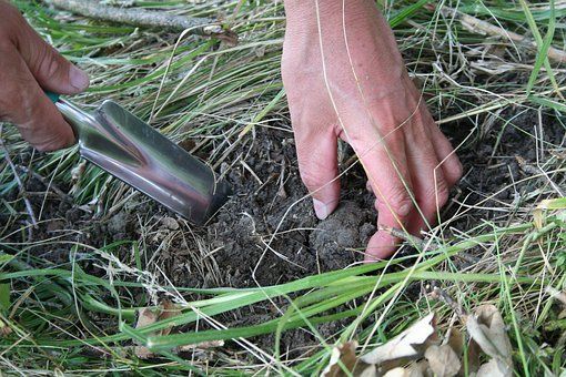 Operazione 'Oro Monferrato', in campo anche i Tartuficoltori Associati Astigiani. &quot;Ben venga la promozione del tartufo nero, ma non in una zona dove è poco presente&quot;