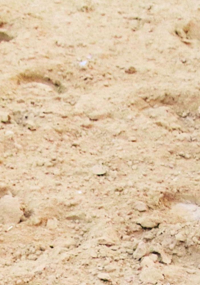 La terra e gli zoccoli dei cavalli, il simbolo di questo Palio che non c'è (MerfePhoto)