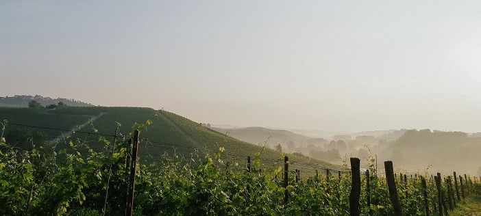 Al termine di un lungo percorso, anche il Terre Alfieri ‘conquista’ la denominazione Docg
