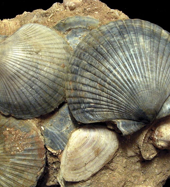 Oggi, domenica, torna &quot;Tracce vicine di mari lontani&quot;, ultimo appuntamento dell'anno dell'Ente Parchi di Asti