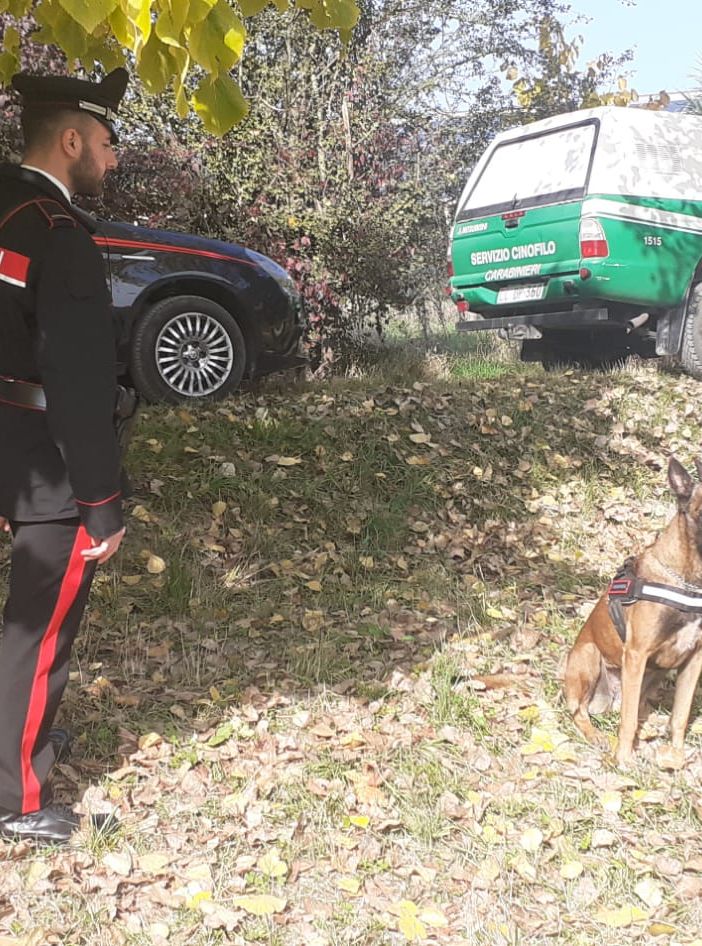 Bocconi di esche avvelenate destinate ai cani da tartufo a San Marzano Oliveto