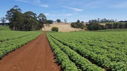 Agricoltura: la Regione lancia la campagna social in difesa dei prodotti agroalimentari locali