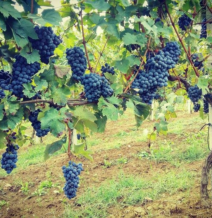 La Cantina Tre Secoli festeggia i 10 anni con un nuovo stabilimento