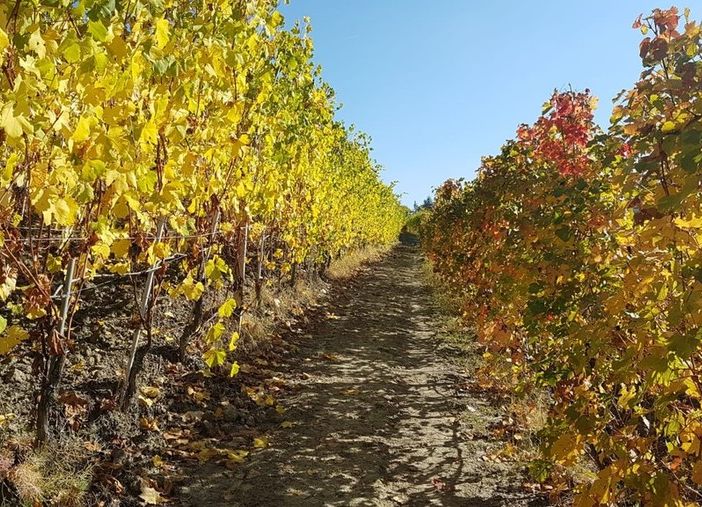 Confagricoltura Piemonte: &quot;Per il vino giorni decisivi, fare bene e in fretta&quot;