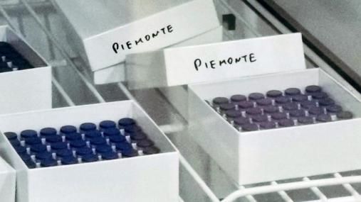Sono 4099 i nuovi vaccinati contro il Covid oggi in Piemonte