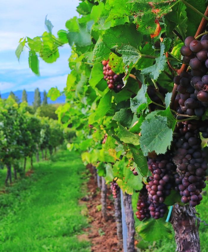 &quot;Scatti della Vendemmia&quot;, conto alla rovescia per l'edizione 2023 del concorso fotografico