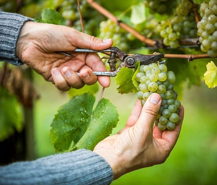 Da domani inizia la vendemmia di alcune uve a bacca bianca