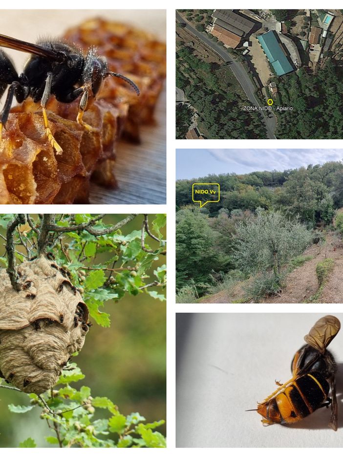 Vespa velutina, testato con successo un metodo per sconfiggere l'insetto originario del sud est asiatico