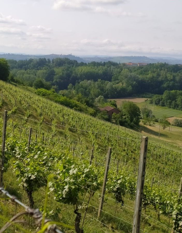 Arrivano nuove norme sulla flavescenza dorata della vite