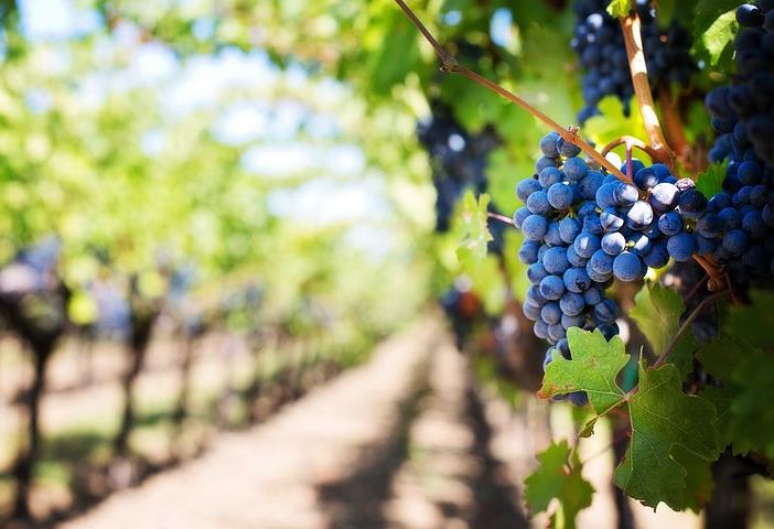 Rivoluzione al comando della storica cantina Vietti