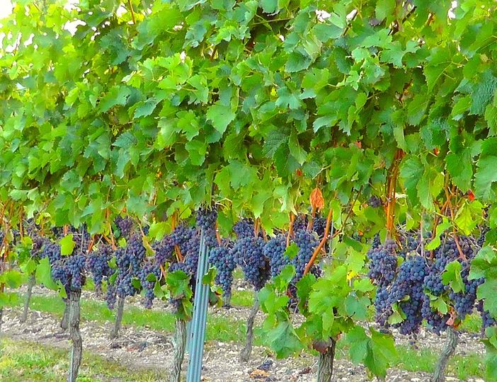 Filari di Brachetto