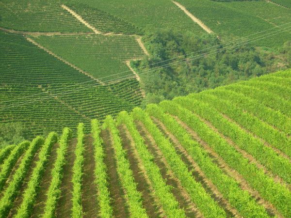 OCM vino: bando da 5,8 mln per la ristrutturazione e riconversione di vigneti per la campagna 2021/2022. Dotazione di 5.8 milioni