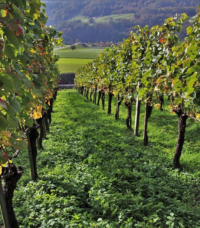 Festa delle vendemmia del Moscato d'Asti. A Santo Stefano Belbo la tradizionale celebrazione agricola con assaggi e un convegno