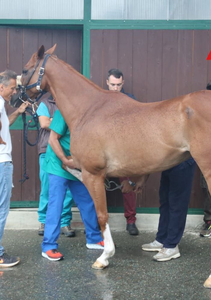 Palio di Asti: reso noto il calendario delle visite veterinarie per i cavalli partecipanti all'edizione 2024