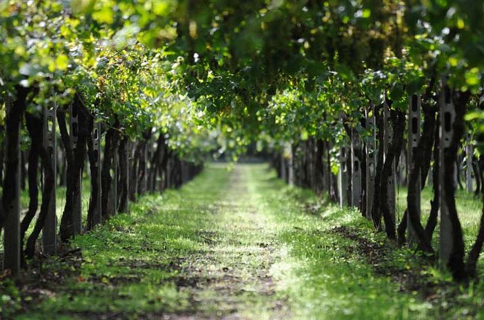 Il Piemonte del vino, unito contro l'emergenza Covid-19