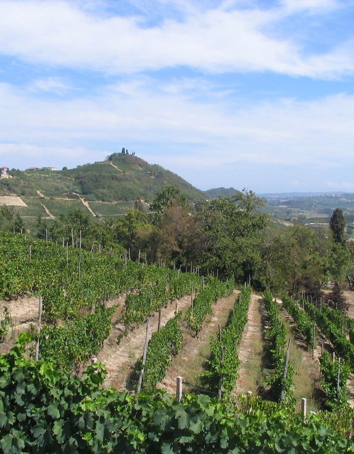 Resa vendemmiale 2020 per Asti Spumante e Moscato d'Asti Docg: 90 quintali per ettaro con 10 quintali/ettaro di riserva