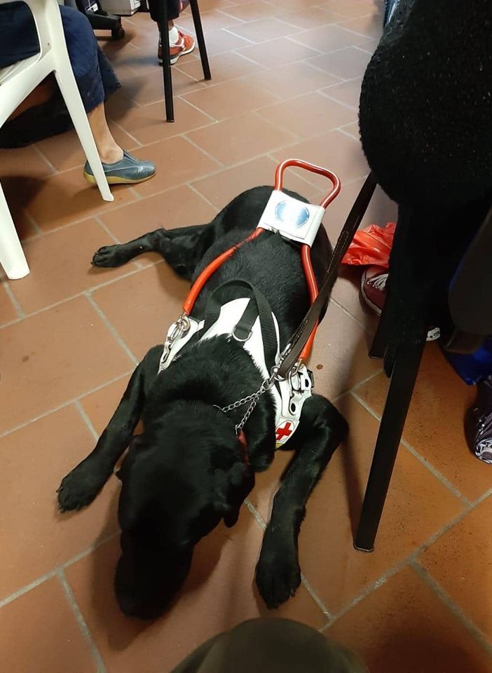 Il cane guida York