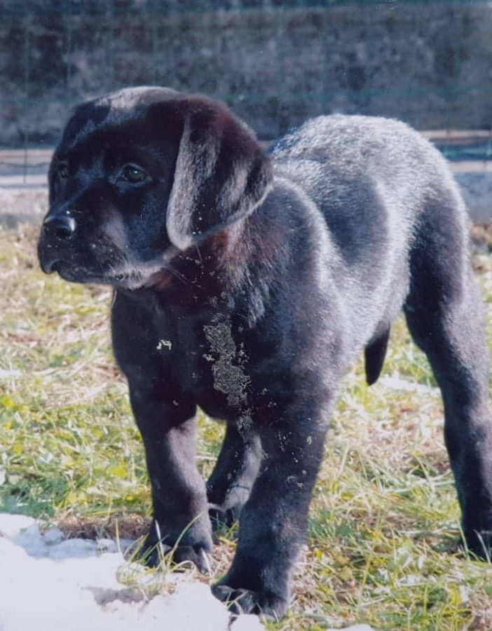 Il piccolo York qualche anno fa