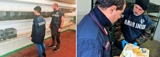 Operazione &quot;Anello mancante&quot;: nell'Astigiano sequestrati sette uccellini e denunciate tre persone