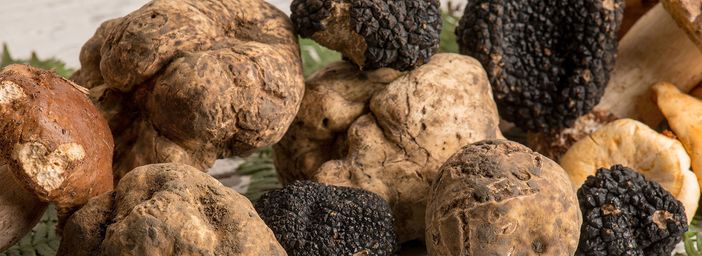 Raro e mitico, bianco o nero e più buono del caviale: stiamo parlando del re dei boschi “sua maestà il tartufo”