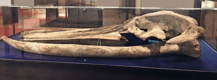 Il cranio della balena di Montafia nell'ex chiesa del Gesù di Asti Il cranio della balena di Montafia nell'ex chiesa del Gesù di Asti