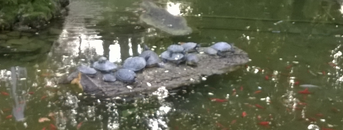 Ad Asti al laghetto dei giardini pubblici si parla di ambiente e animali con l'U.N.A. Ad Asti al laghetto dei giardini pubblici si parla di ambiente e animali con l'U.N.A.