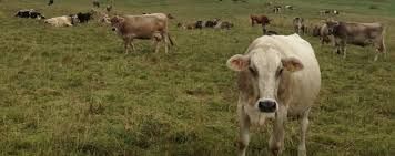 La pioggia ad Asti fa fuggire una mandria di mucche nei pressi del Tanaro La pioggia ad Asti fa fuggire una mandria di mucche nei pressi del Tanaro