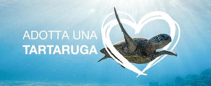 L’associazione Plastic Free Odv Onlus lancia il progetto “Adotta una tartaruga” L’associazione Plastic Free Odv Onlus lancia il progetto “Adotta una tartaruga”