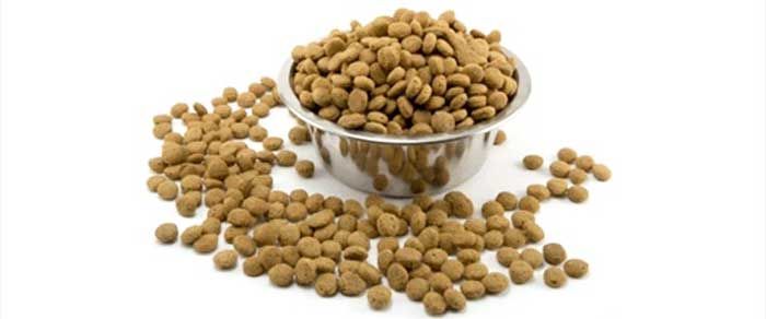 4 consigli per scegliere il migliore cibo per cani