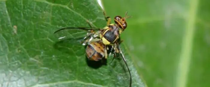La mosca orientale della frutta