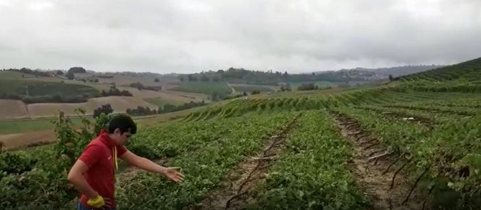 Un vigneto distrutto dalla furia di grandi e vento a Grazzano Badoglio Un vigneto distrutto dalla furia di grandi e vento a Grazzano Badoglio