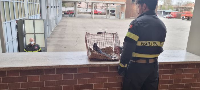 Asti: i vigili del fuoco hanno ‘soccorso’ una gazza entrata in un palazzo