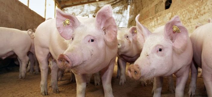 Cinghiali (foto d'archivio)