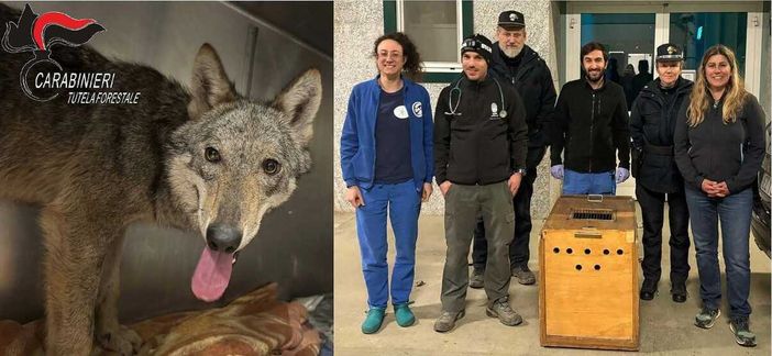 Catturata a Novi Ligure la giovane lupa confidente