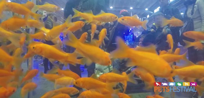 Fiere e manifestazioni: gli organizzatori degli eventi “pet” verso la prima associazione italiana del settore Fiere e manifestazioni: gli organizzatori degli eventi “pet” verso la prima associazione italiana del settore