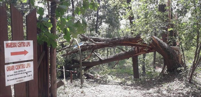 Emergenza maltempo, gravi danni anche al centro di recupero Lipu di Tigliole