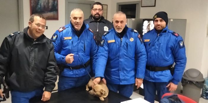 Antignano: cagnolino rincorso da una volpe in strada, salvato dalla Vedetta in servizio Antignano: cagnolino rincorso da una volpe in strada, salvato dalla Vedetta in servizio