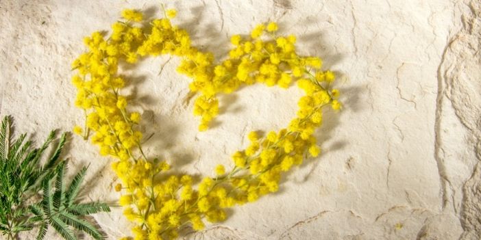 Cuore di mimose Cuore di mimose
